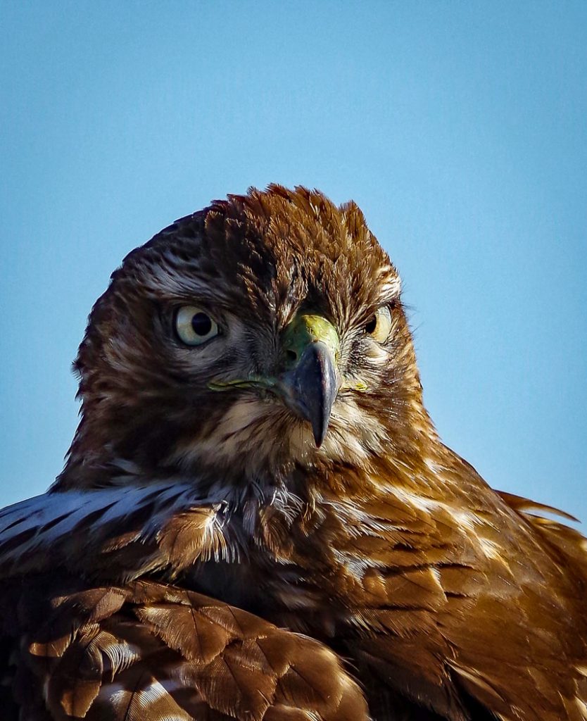 Redtailed Hawk - Mark Huddleston
